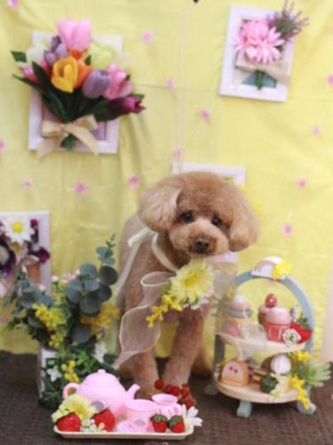 20230312リルくん